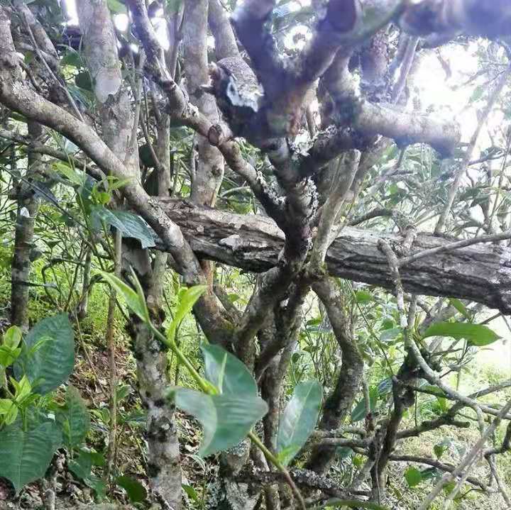 Real old tree